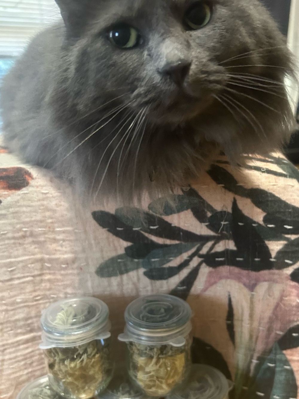 Small jar of 100% organic dried catnip